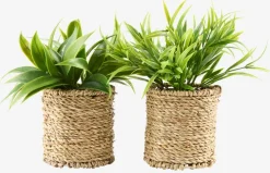 BERTRAMPlante artificielle BERTRAM Ø8xH18cm assorti