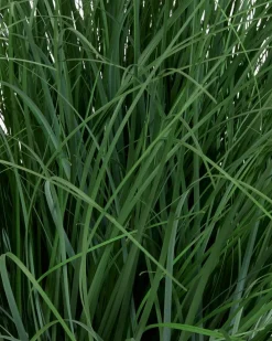 HAVELLEPlante artificielle HAVELLE H65cm herbe verte